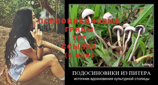шишки Снежногорск